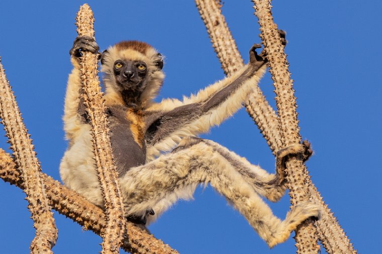 003 Berenty, verreauxsifaka.jpg